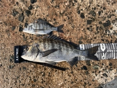 チヌの釣果