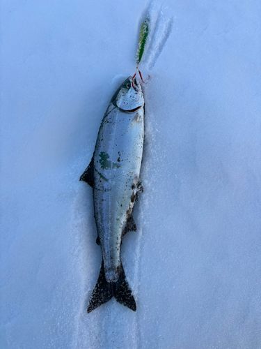 サクラマスの釣果