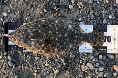 ヒラメの釣果