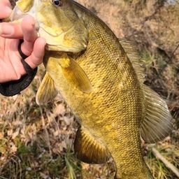 スモールマウスバス