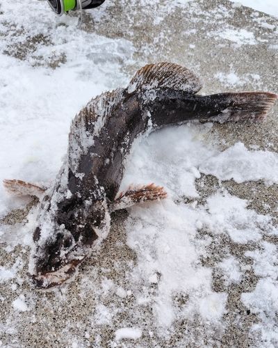 アイナメの釣果