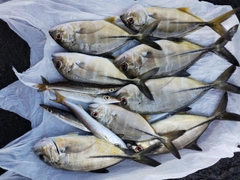 メッキの釣果