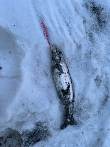 サクラマスの釣果