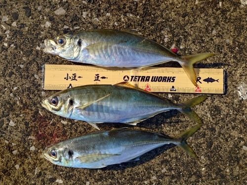 アジの釣果