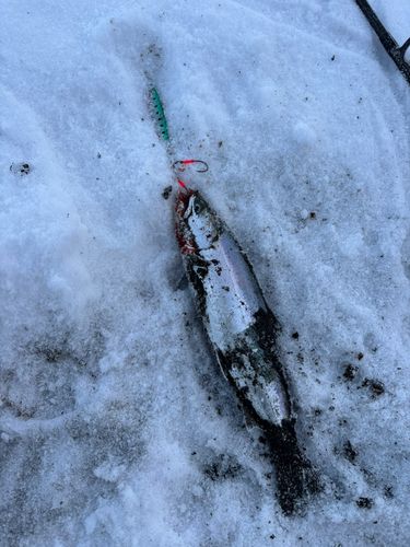 サクラマスの釣果