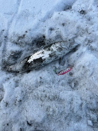 サクラマスの釣果