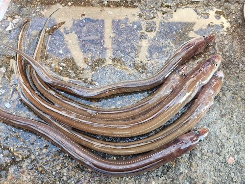 マアナゴの釣果