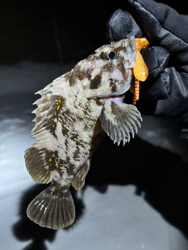 オウゴンムラソイの釣果