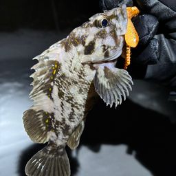 オウゴンムラソイ