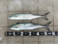 サゴシの釣果