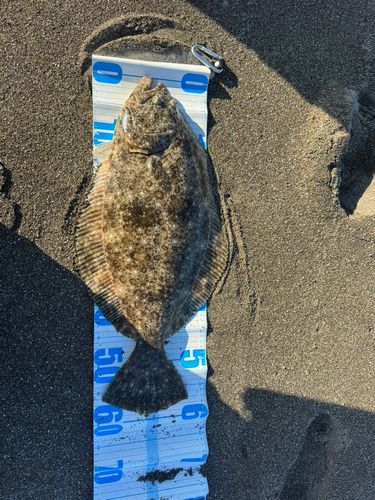 ヒラメの釣果
