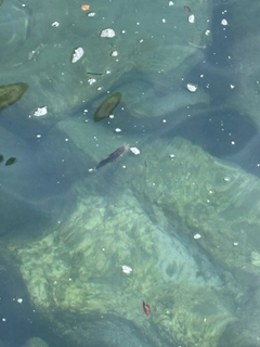 ゴンズイの釣果