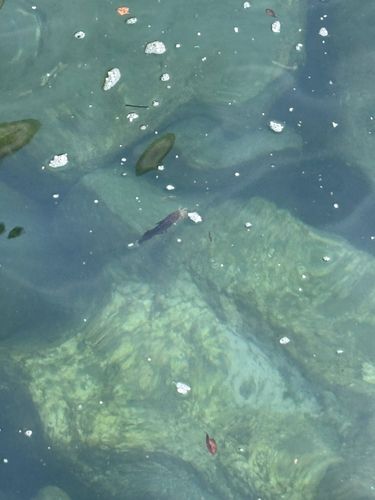 ゴンズイの釣果