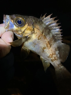 シロメバルの釣果