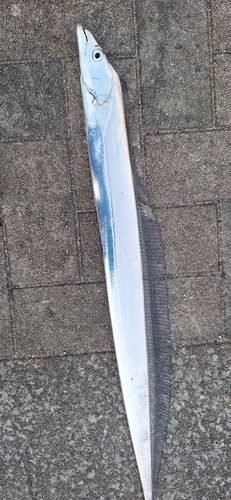 タチウオの釣果