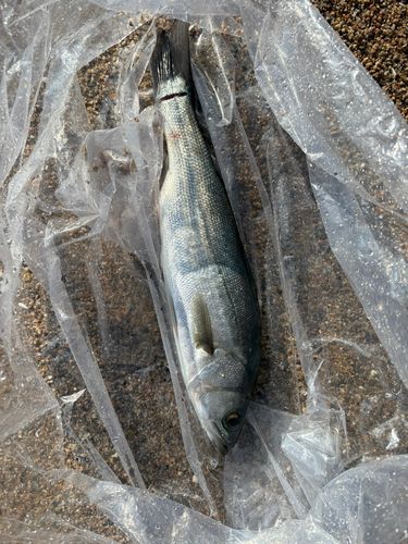 新舞子海岸（いわき）