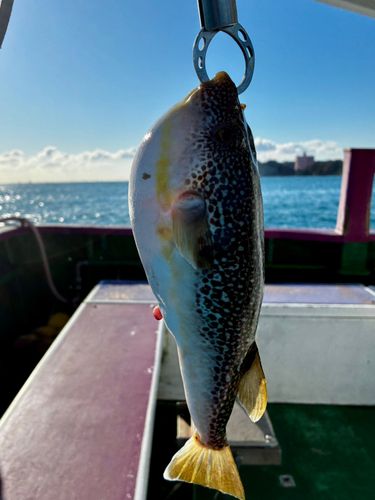 ショウサイフグの釣果