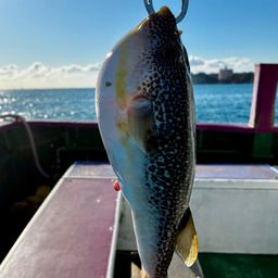 ショウサイフグ