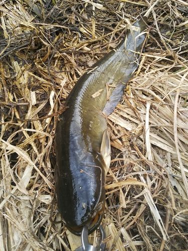 マナマズの釣果