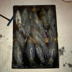 モイカの釣果