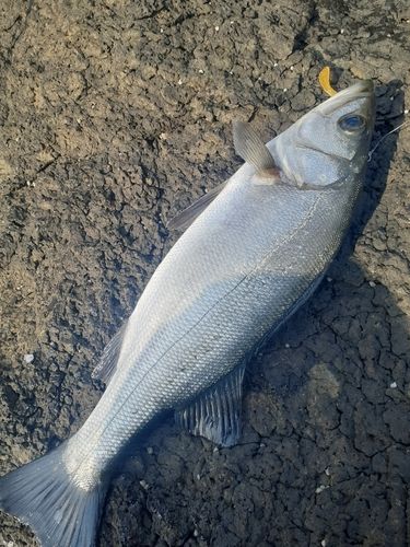 ヒラスズキの釣果