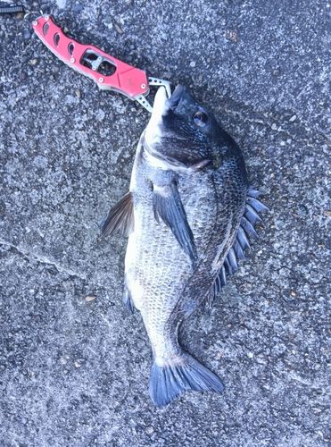 クロダイの釣果