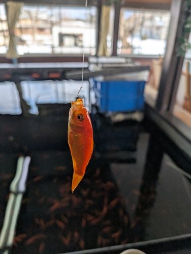 キンギョの釣果
