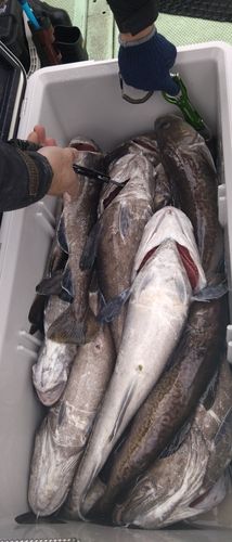 オキメバルの釣果