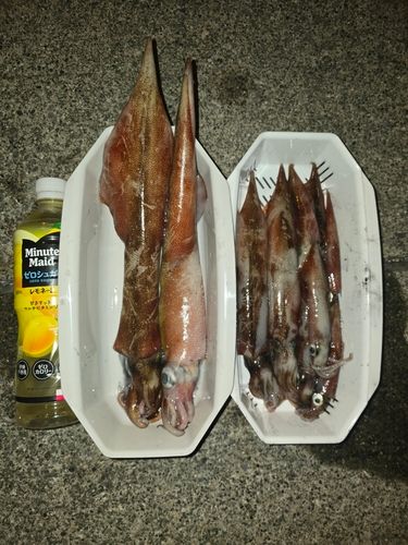ヤリイカの釣果