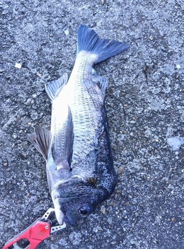 クロダイの釣果