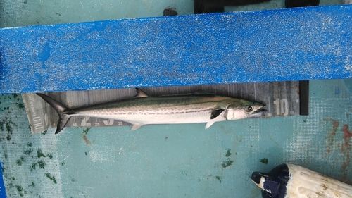 サワラの釣果
