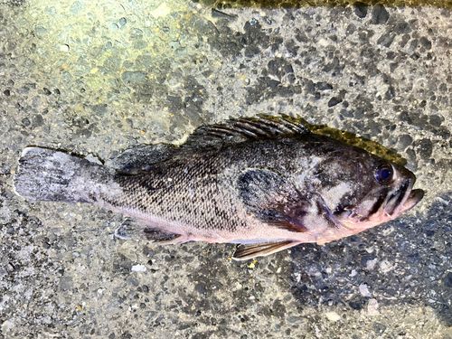 三陸海岸（青森）