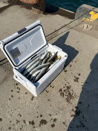 アカカマスの釣果