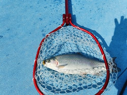 ニジマスの釣果