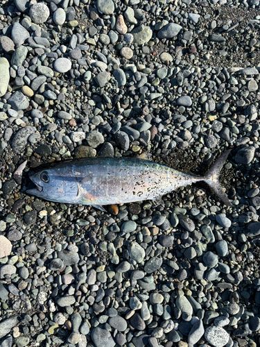 メジマグロの釣果