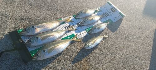 マアジの釣果