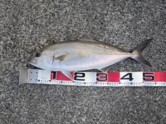 カンパチの釣果