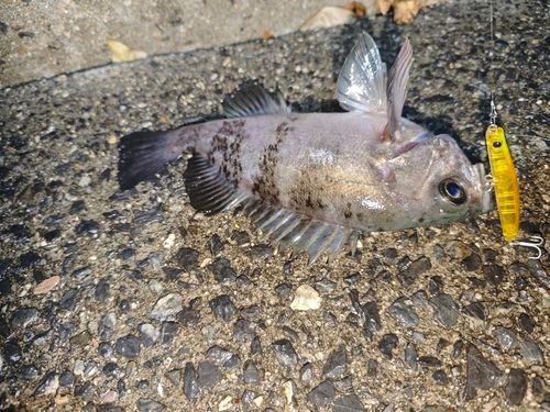 アオメバルの釣果