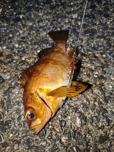アカメバルの釣果
