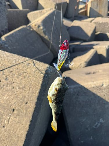 クサフグの釣果