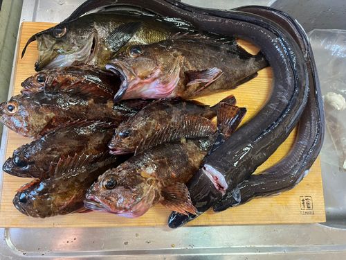 クロメバルの釣果