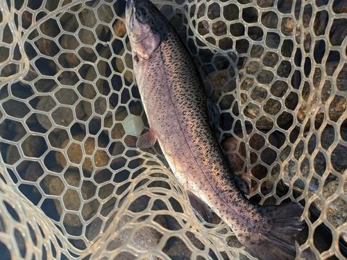 北方川釣り体験場マス釣り場