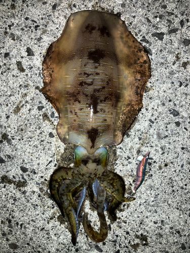 アオリイカの釣果