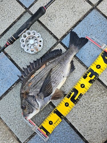 クロダイの釣果