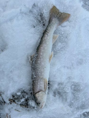 アメマスの釣果