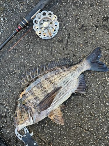 レインボーブリッジ付近