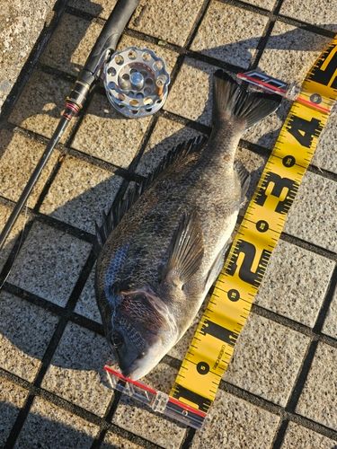 クロダイの釣果