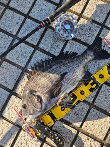 クロダイの釣果