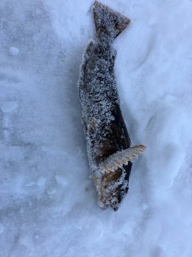 アイナメの釣果