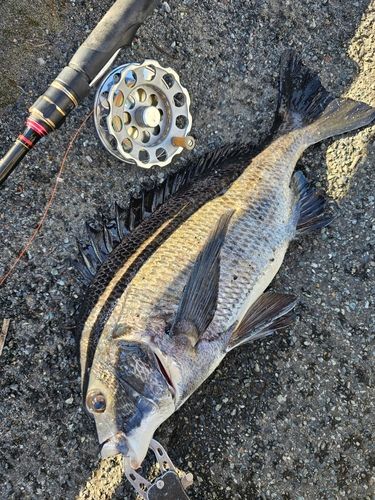 クロダイの釣果